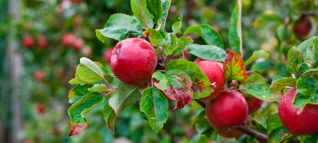 Curso Enfermedades en Frutales y Hortalizas